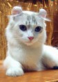 /album/american-curl/american-curl5-jpg/